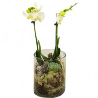 Christmas orchid - Julblommor - Skicka Julblommor med blombud %city%